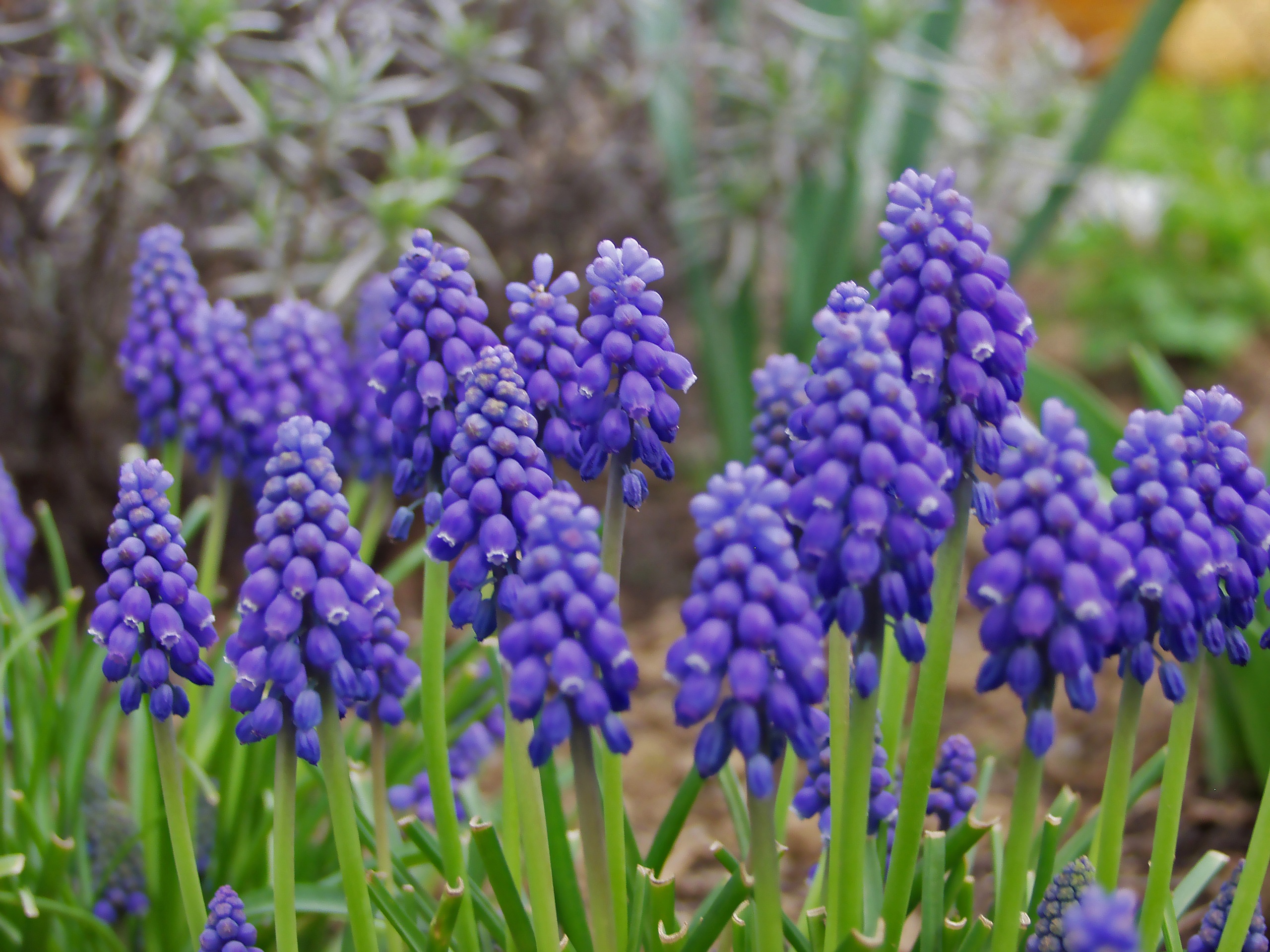 Hyacinth Meaning and Symbolism