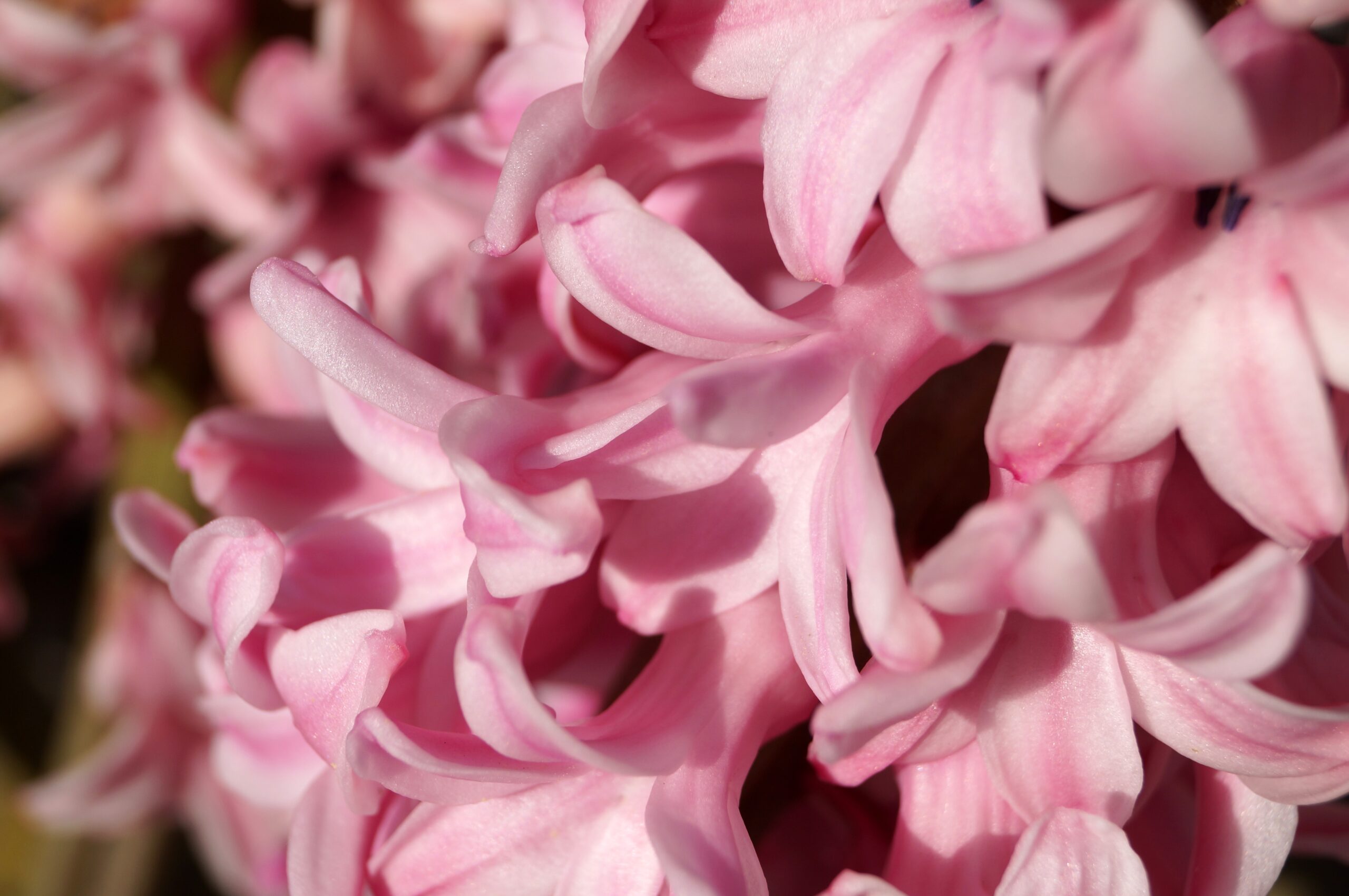 Hyacinth Meaning and Symbolism