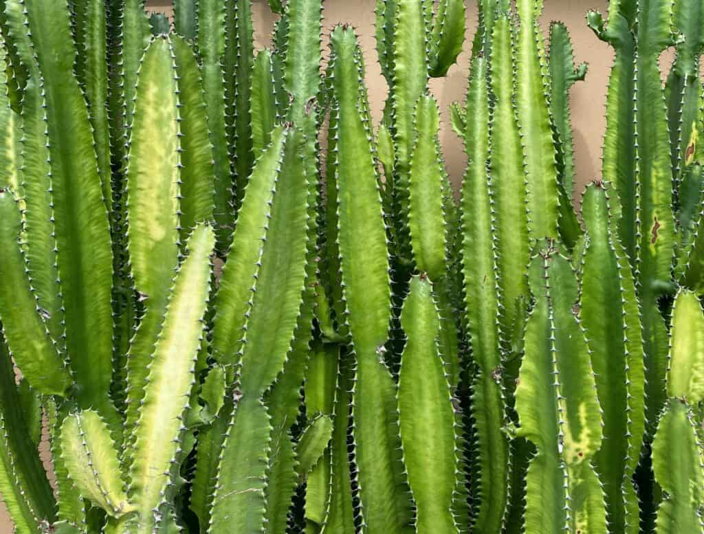 Best Cacti and How to Make them Thrive