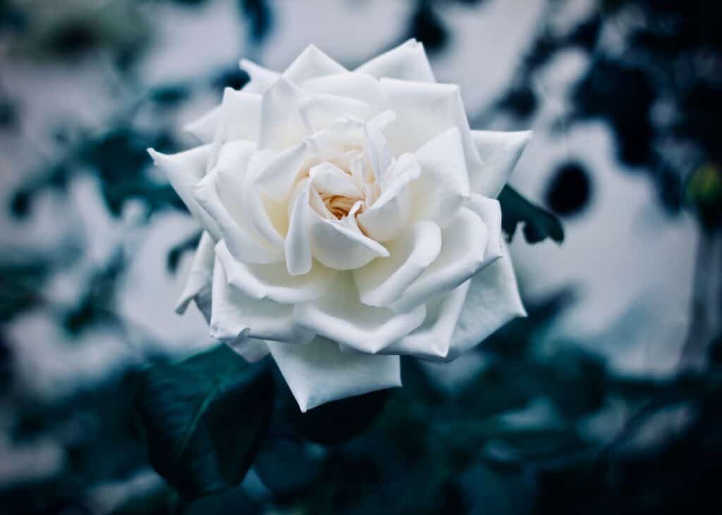 White Roses: Meanings and Symbolism