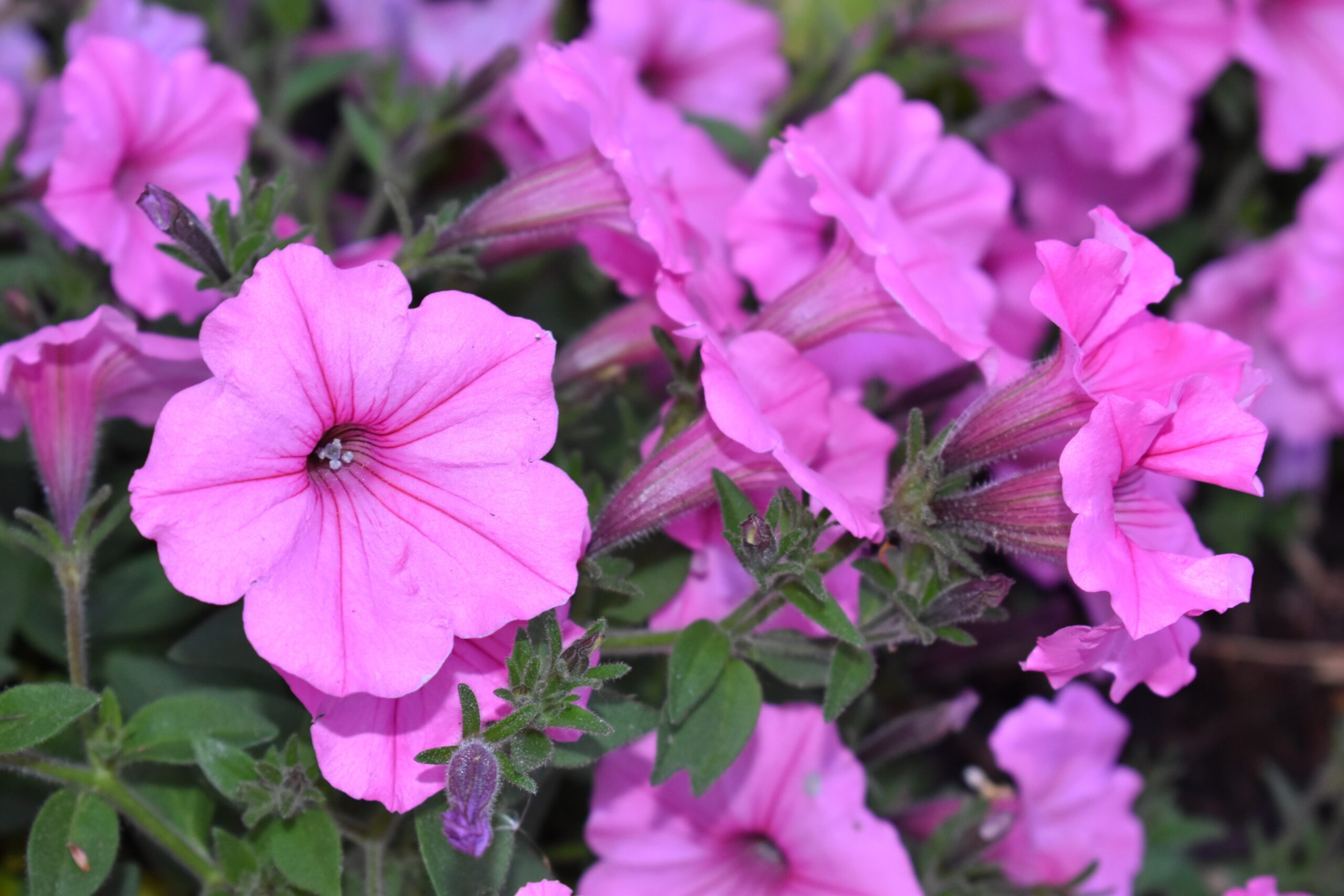 Petunias Meaning and Symbolism