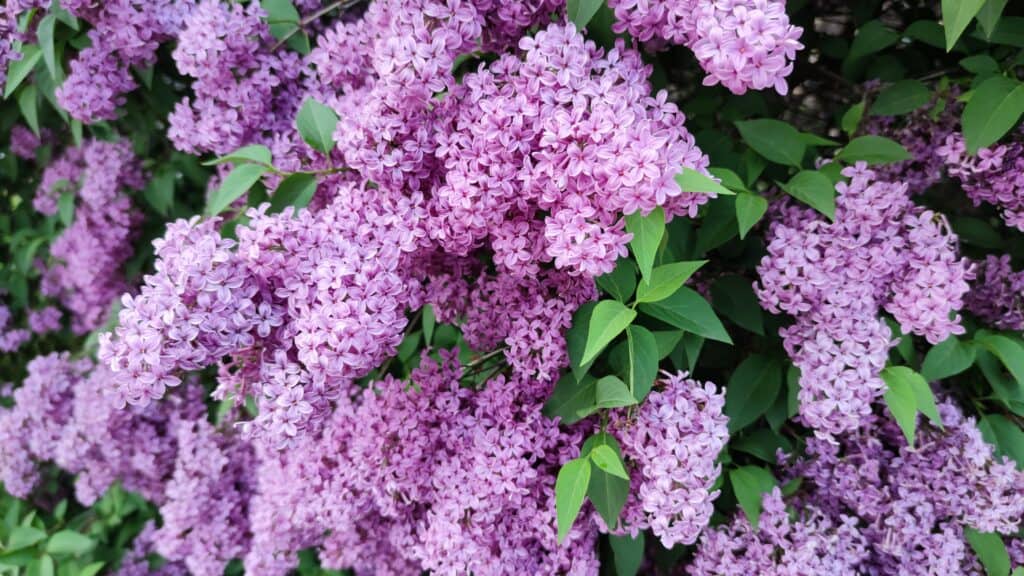 Lilacs Meaning and Symbolism