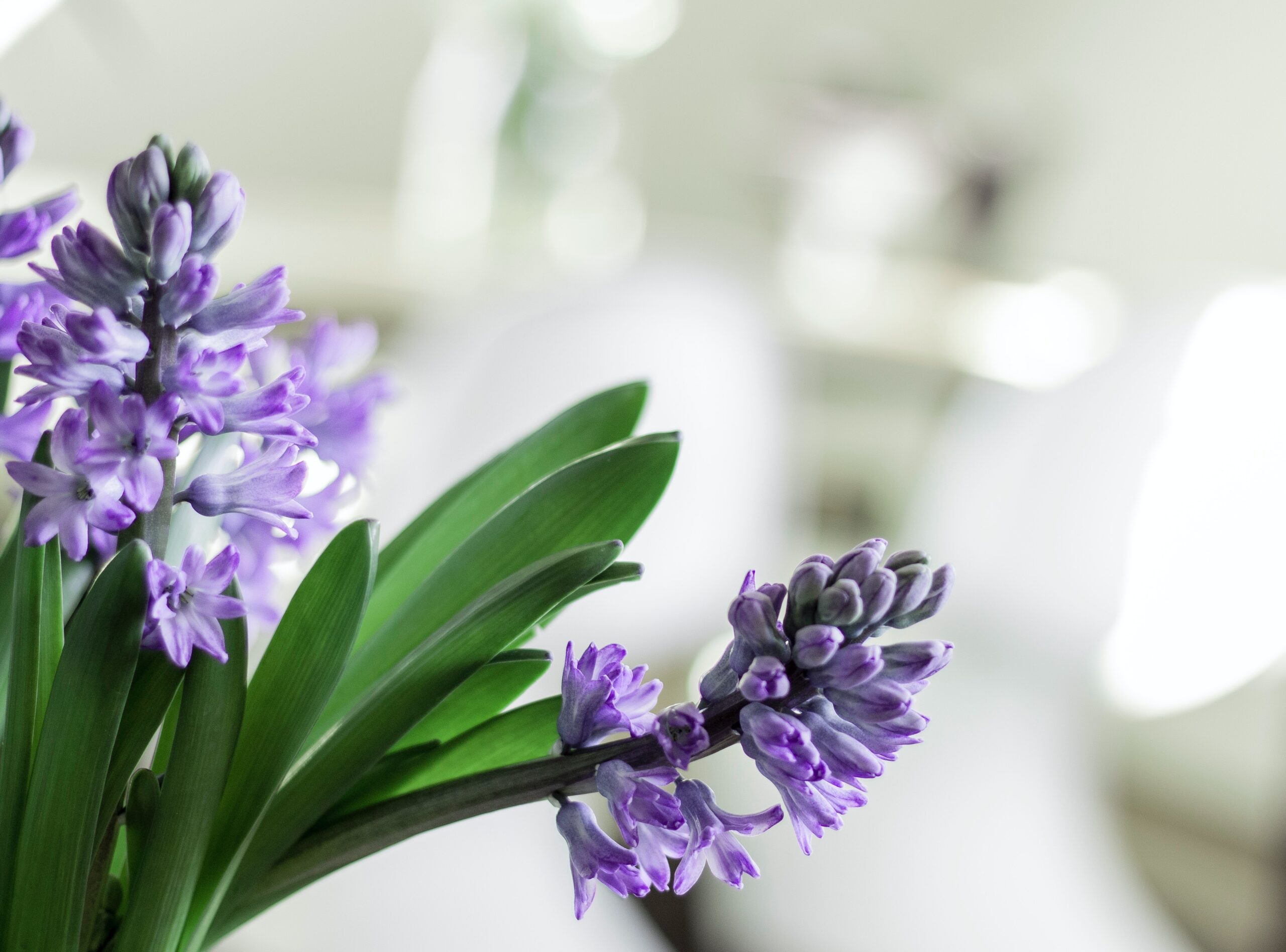 How To Grow Hyacinths