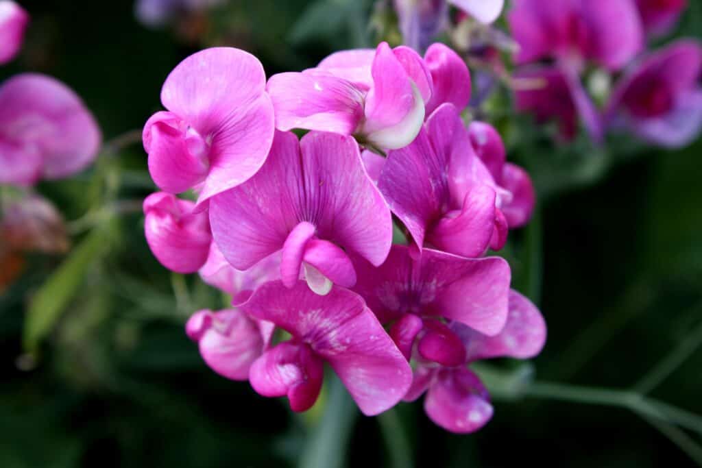 Sweet Pea Meaning and Symbolism