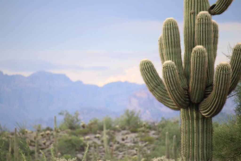 Ten Best cactuses