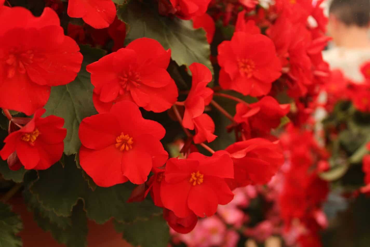 Begonias meaning and symbolism
