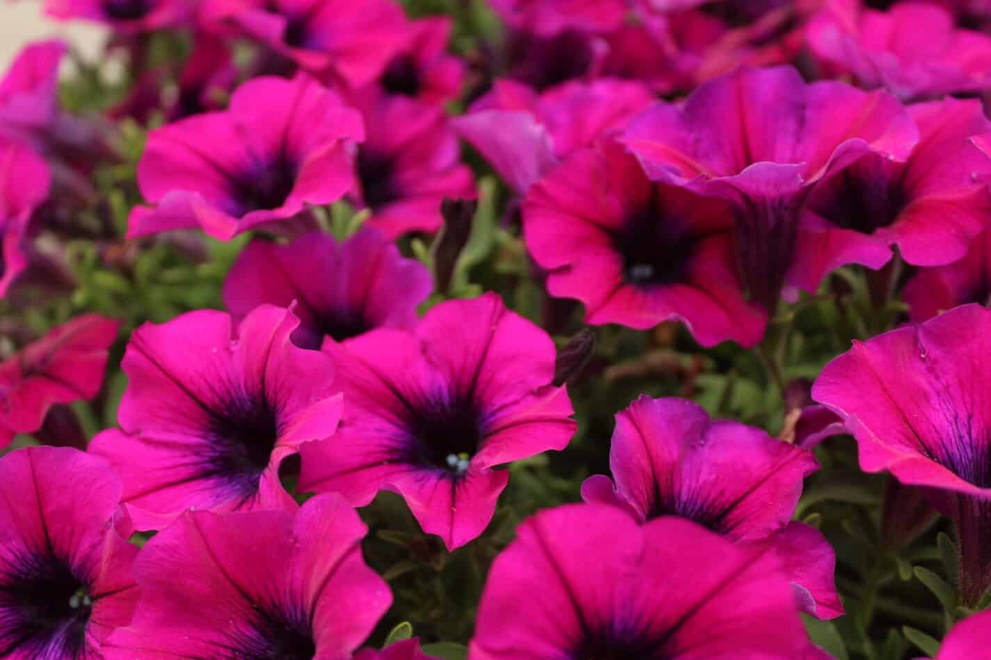 Petunias Meaning and Symbolism