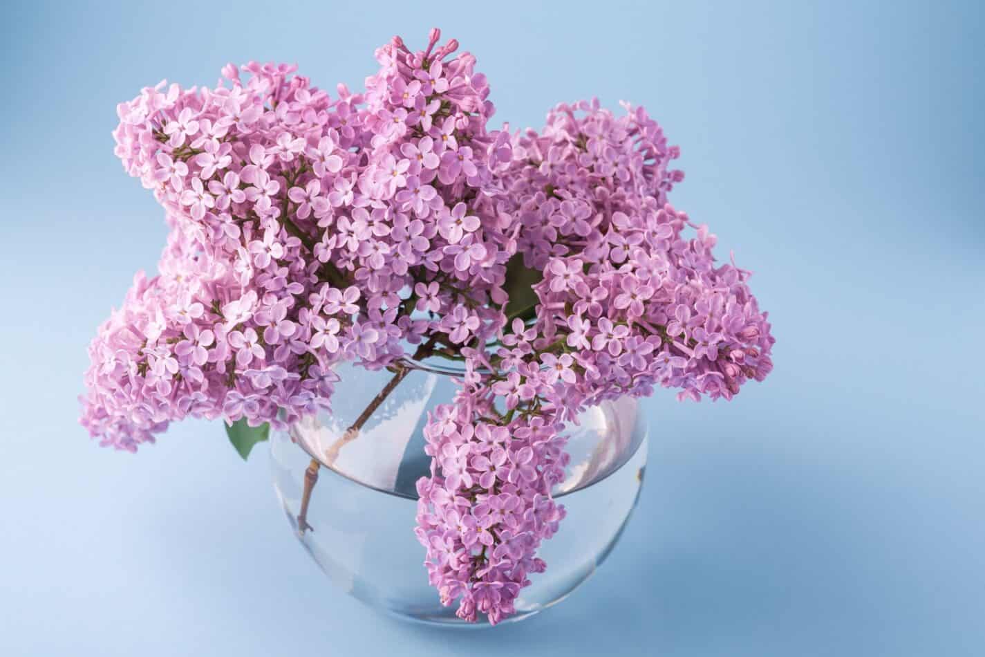 Lilacs Meaning and Symbolism