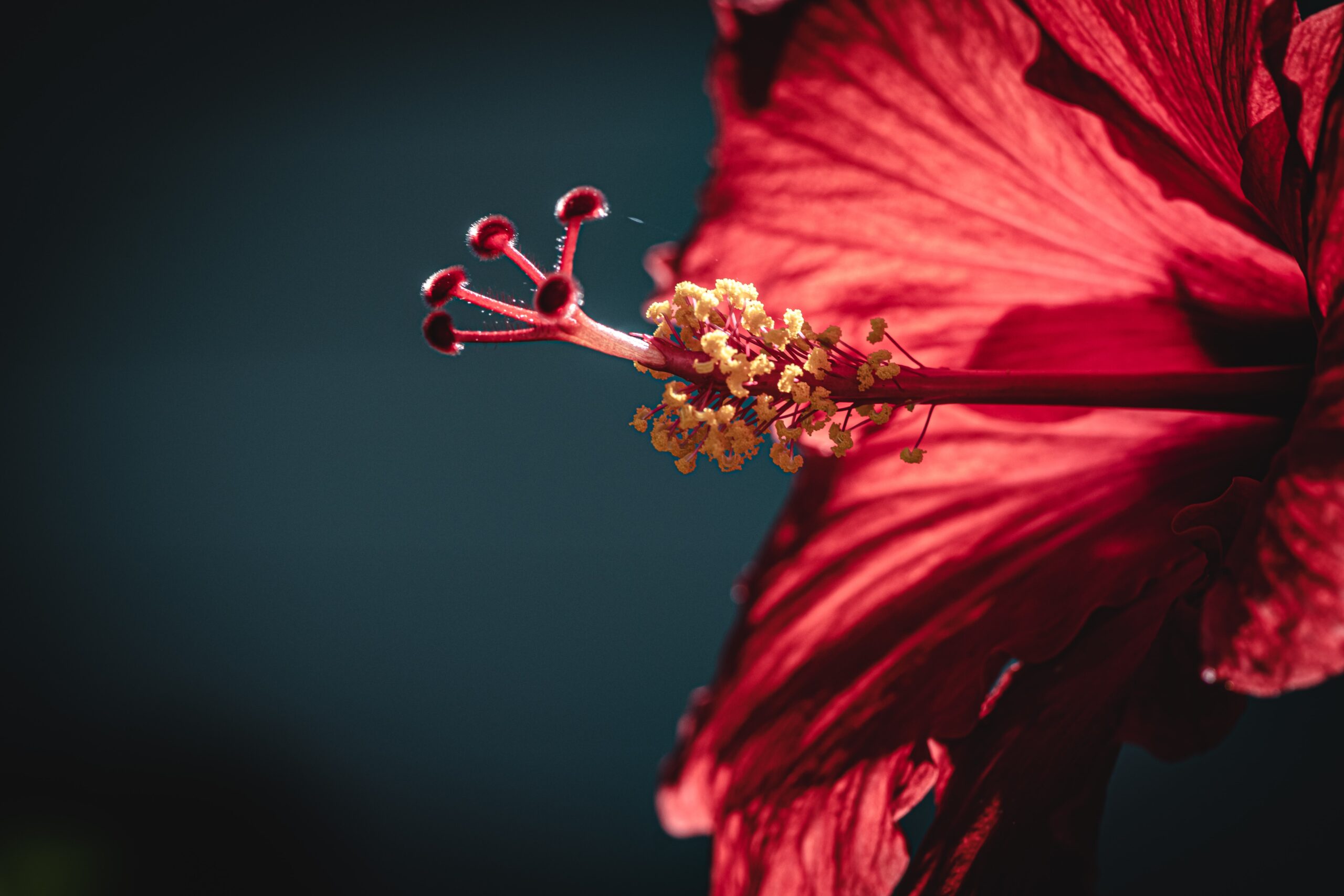 Hibiscus Flower Meaning and Symbolism