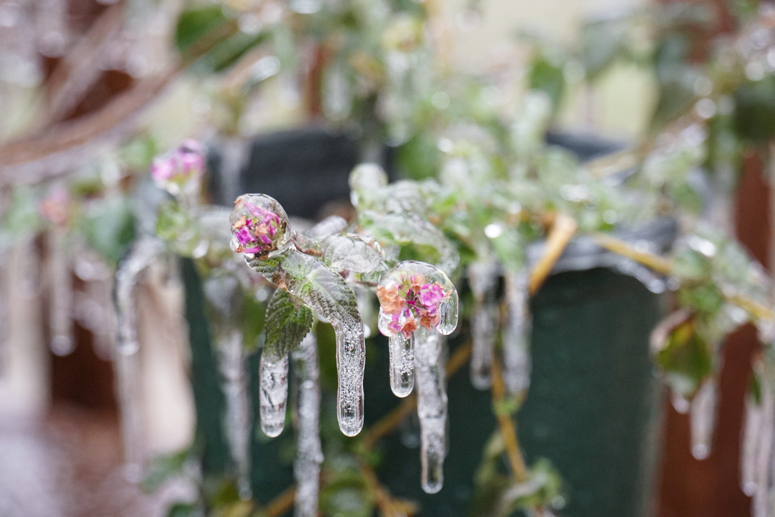 Protecting Your Plants From the Cold