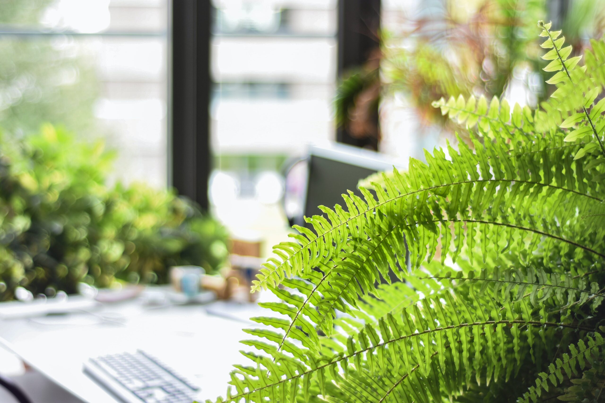 Ten Best Plants For Your Office