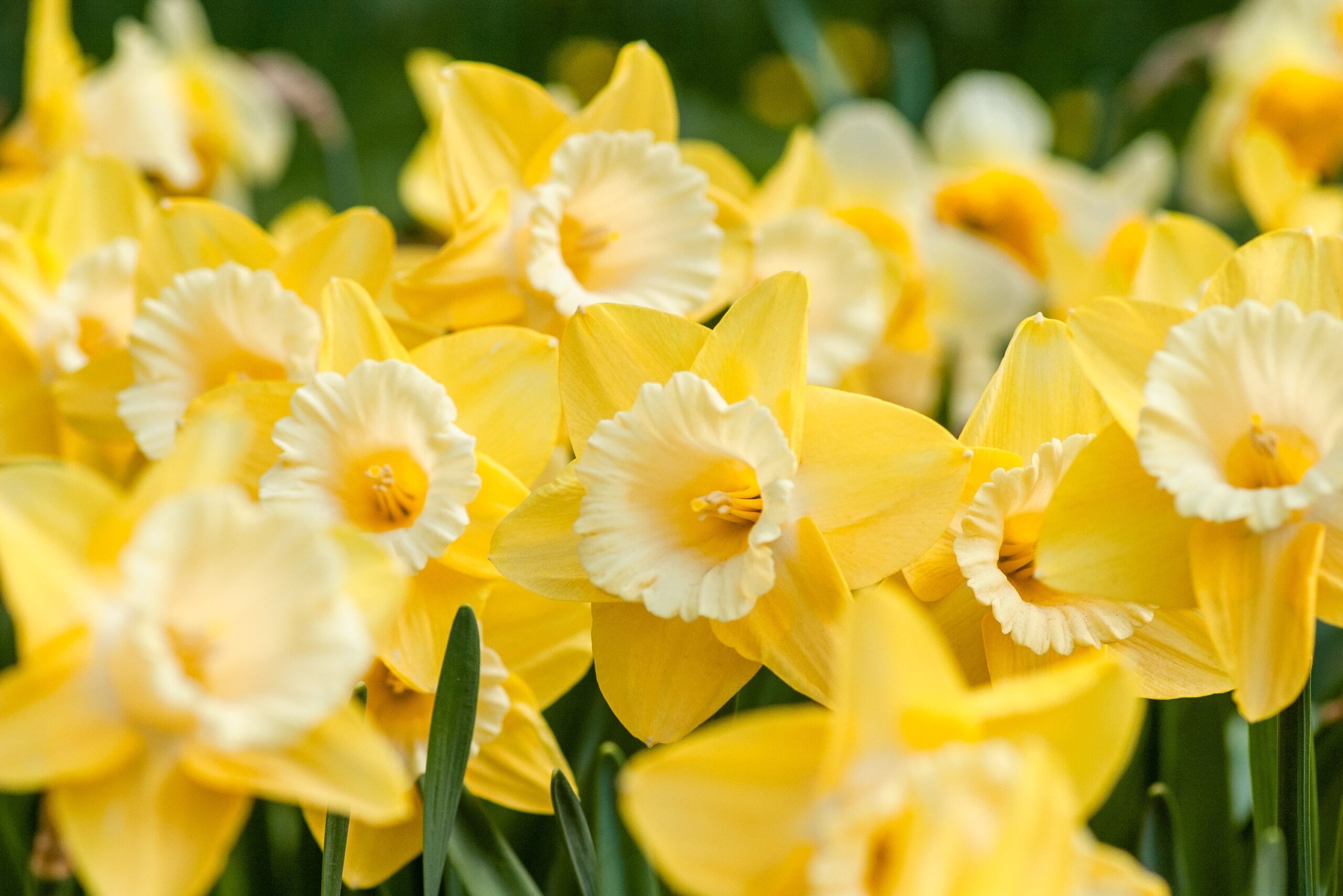 How to plant and grow daffodils