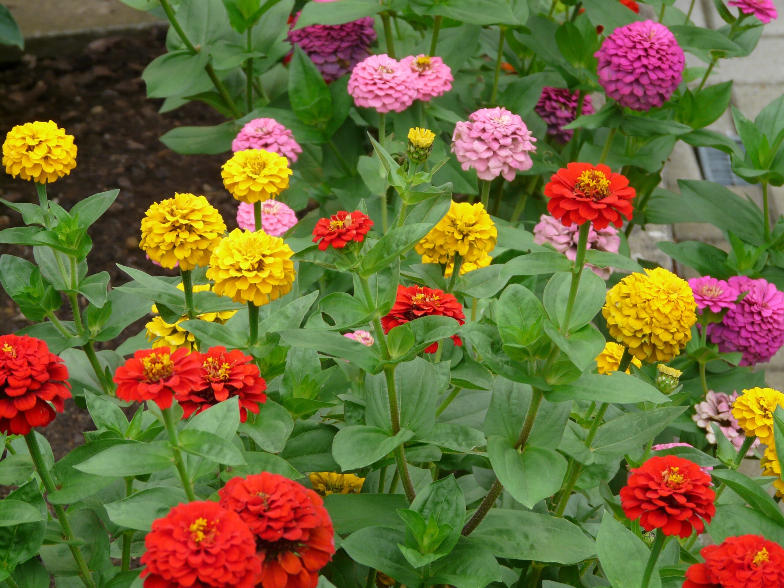 Zinnia meaning and symbolism