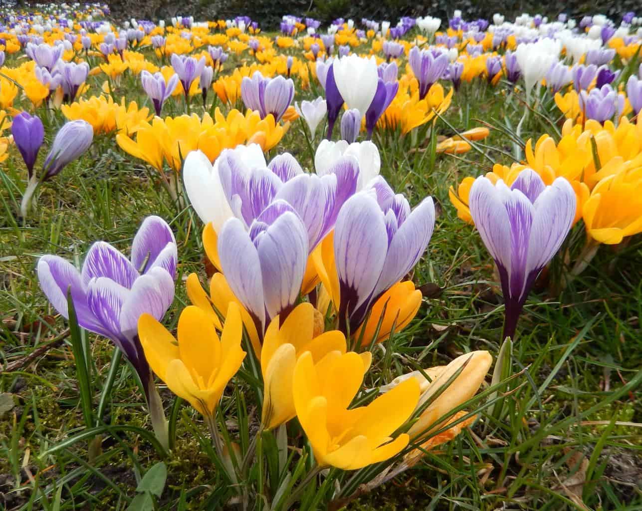 Crocus meaning and symbolism
