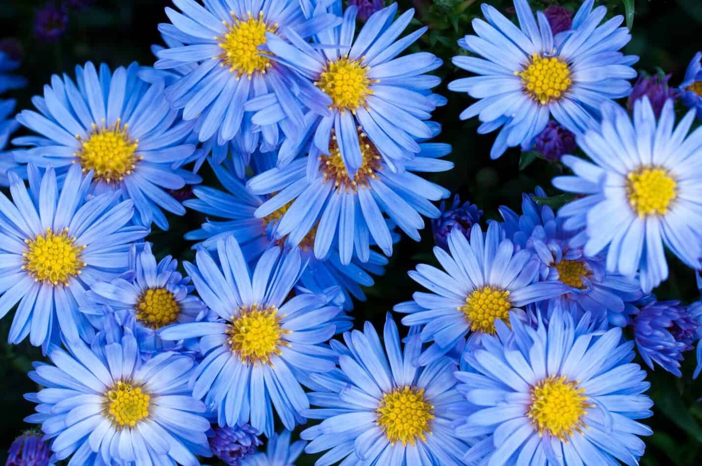 Which Flowers Are Blue?