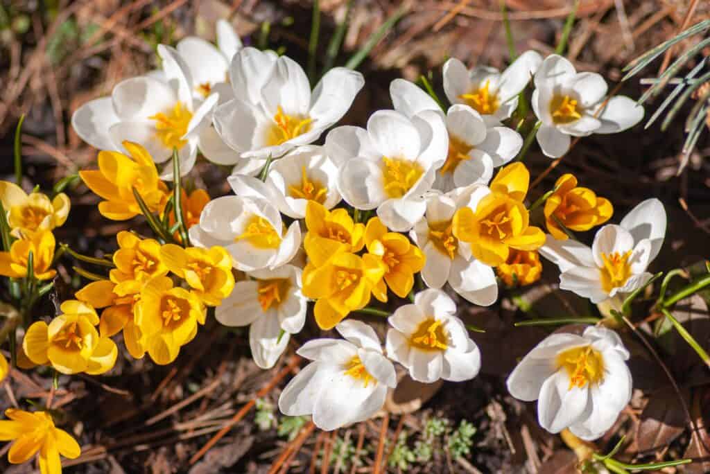 Primrose: Meaning and Symbolism
