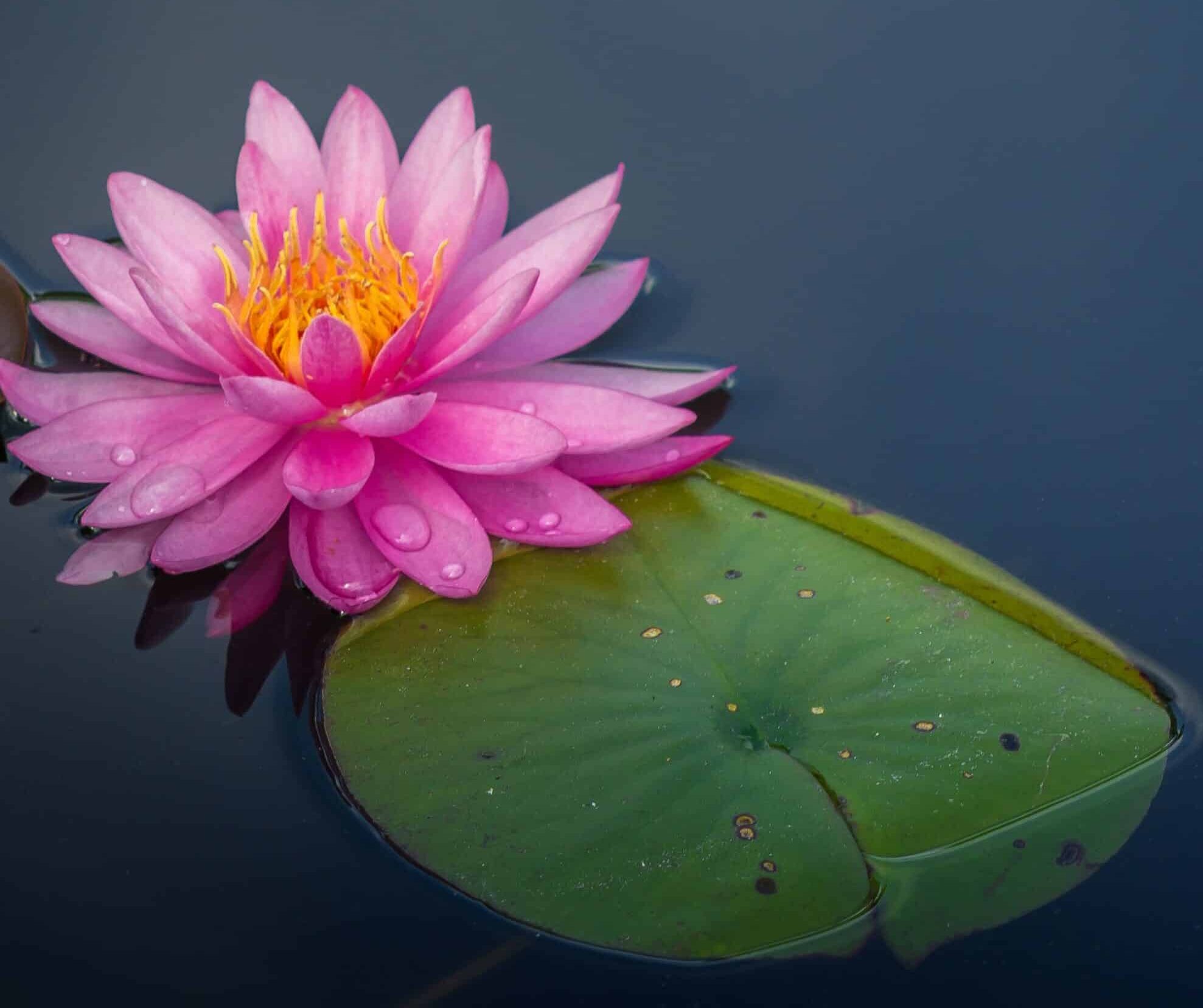 How to Grow Lotus Flower