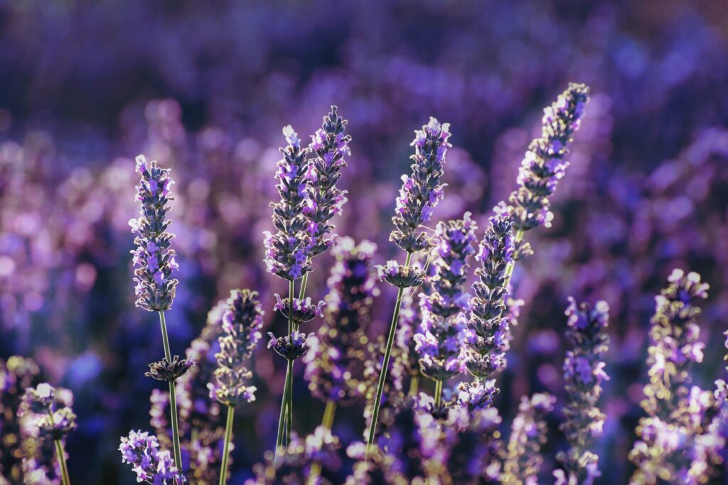 How to Grow and Care for Lavender