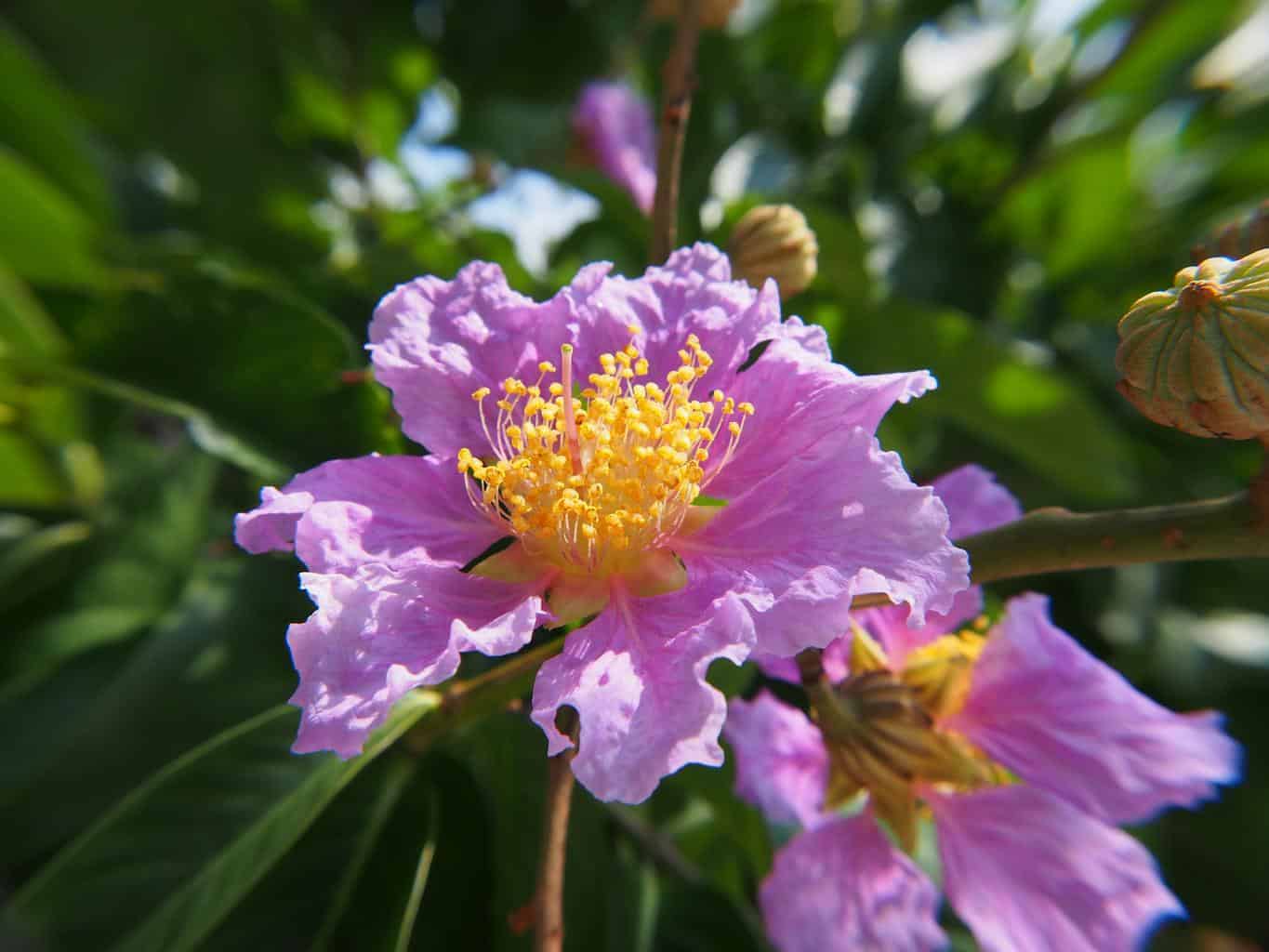 Myrtle Flower Meaning and Symbolism