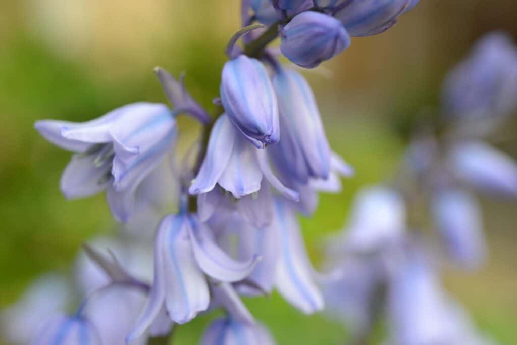 Bluebell meaning and symbolism