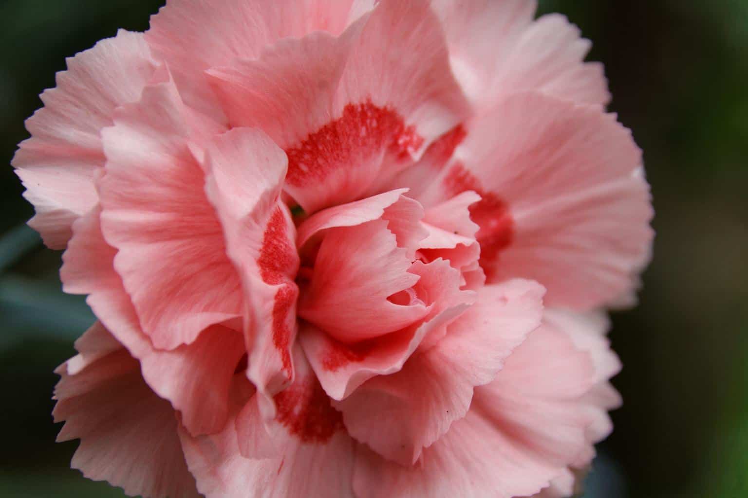 Carnations: Meaning and Symbolism