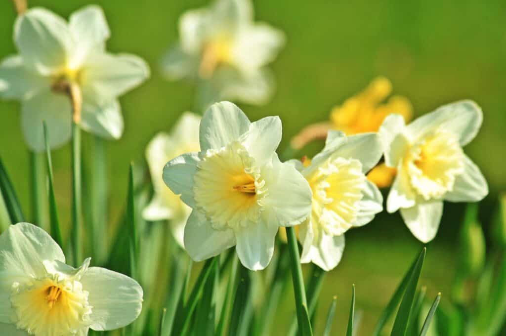 Spring has sprung and daffodils are everywhere! Get ready to enjoy these beautiful flowers by learning everything you need to know about them!