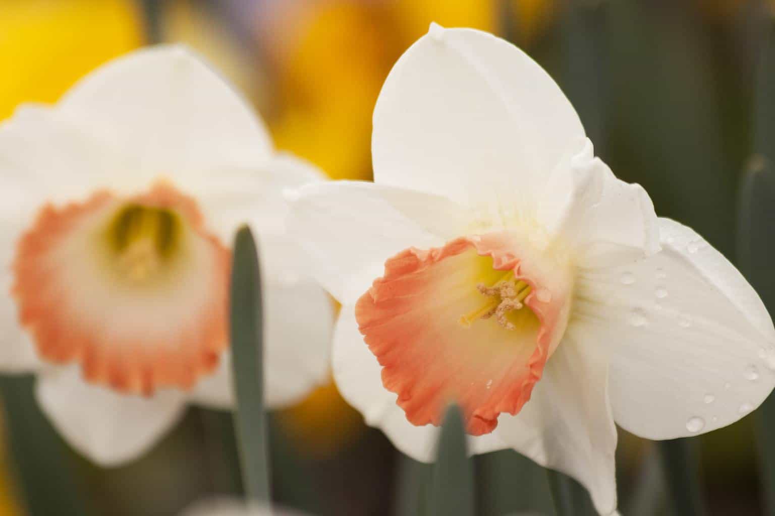 Everything You Need to Know About Daffodils