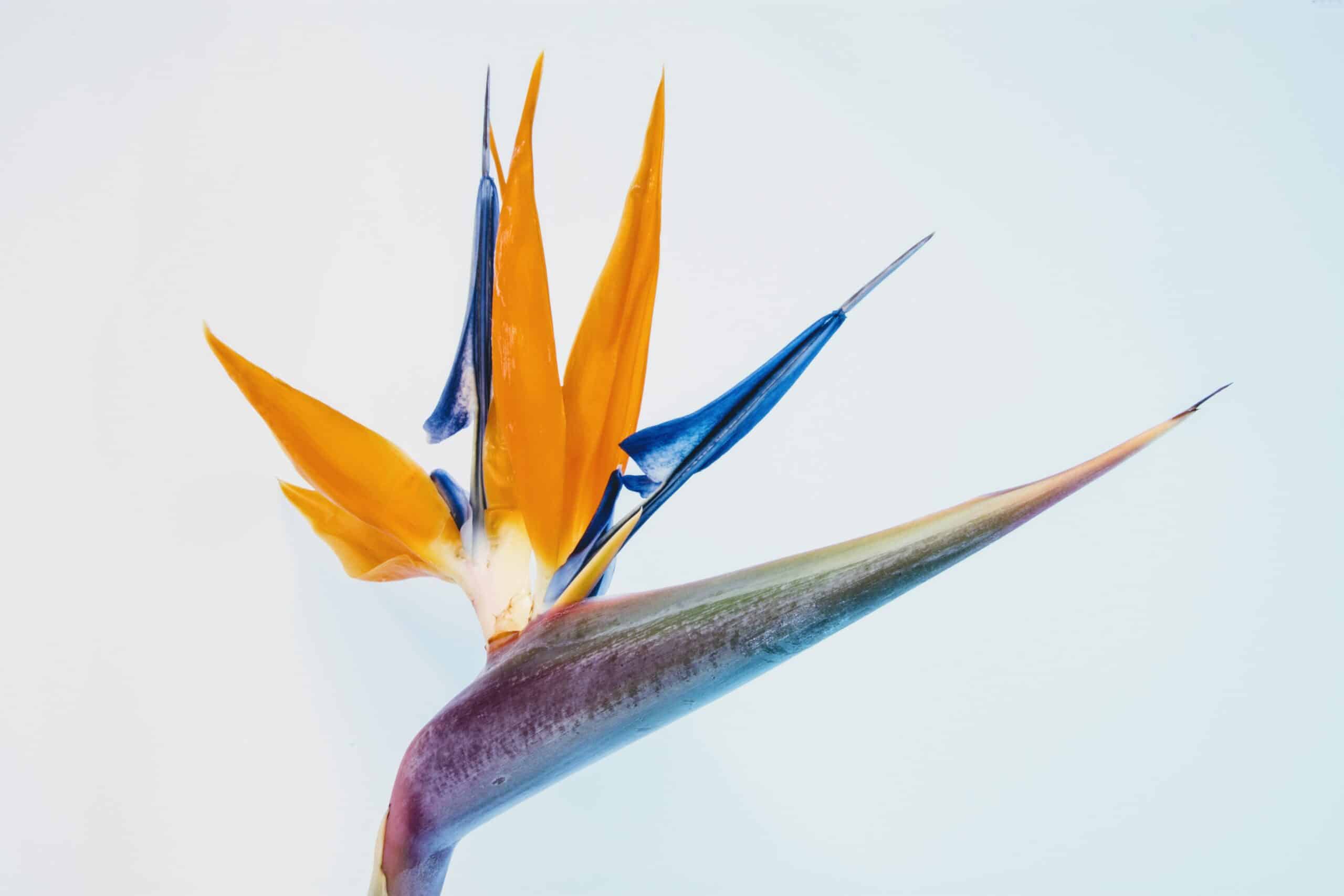 Bird of Paradise Meaning and Symbolism