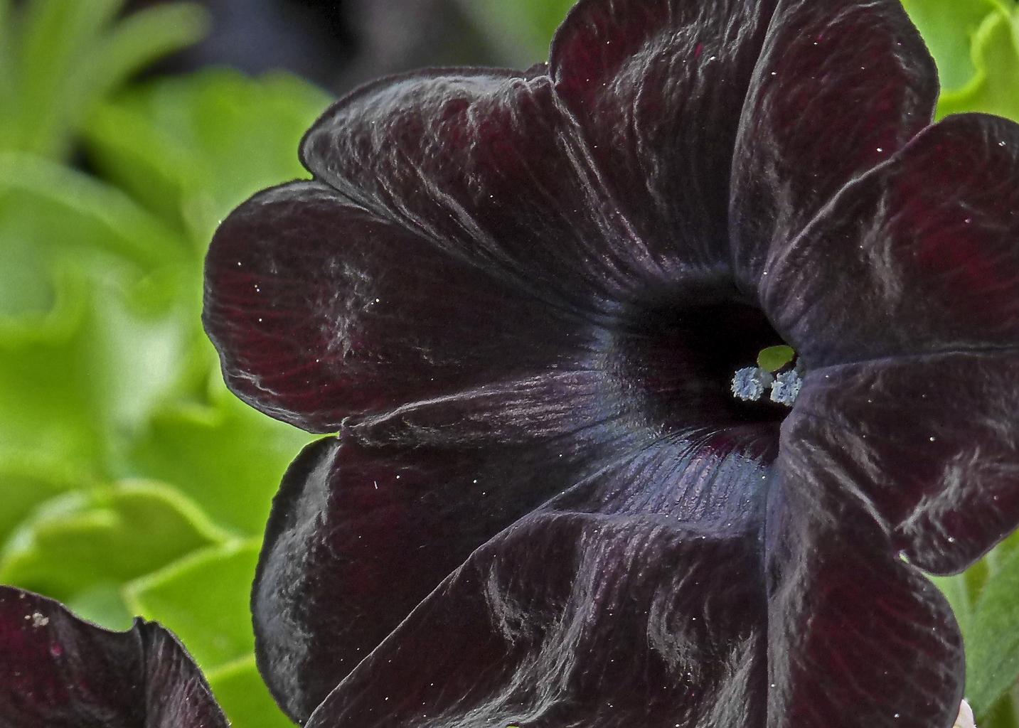 Top Ten Black Flowers
