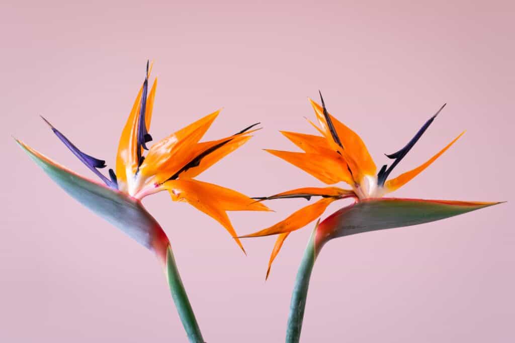 Bird of paradise meaning and symbolism