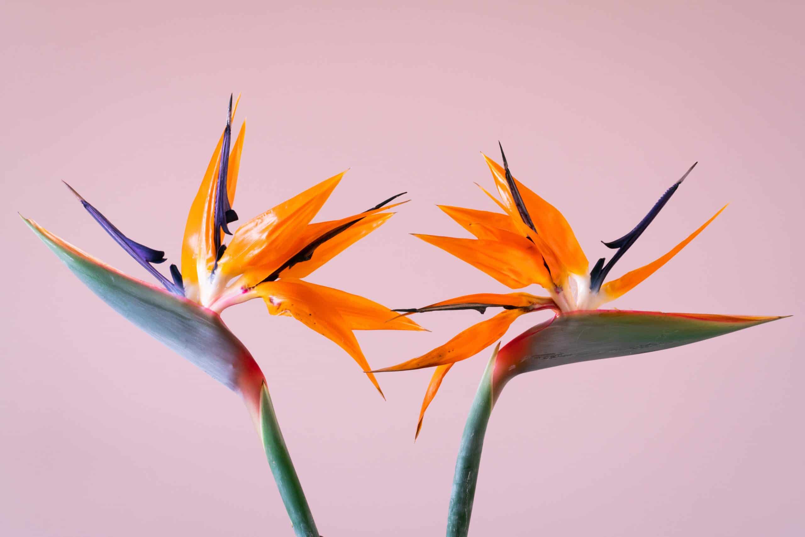 Bird of paradise meaning and symbolism