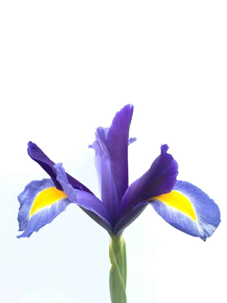 How to Grow Irises