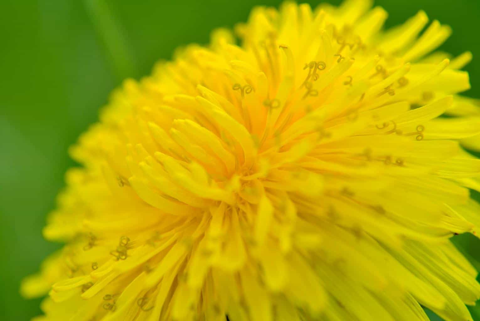 Top 8 Yellow Summer Flowers