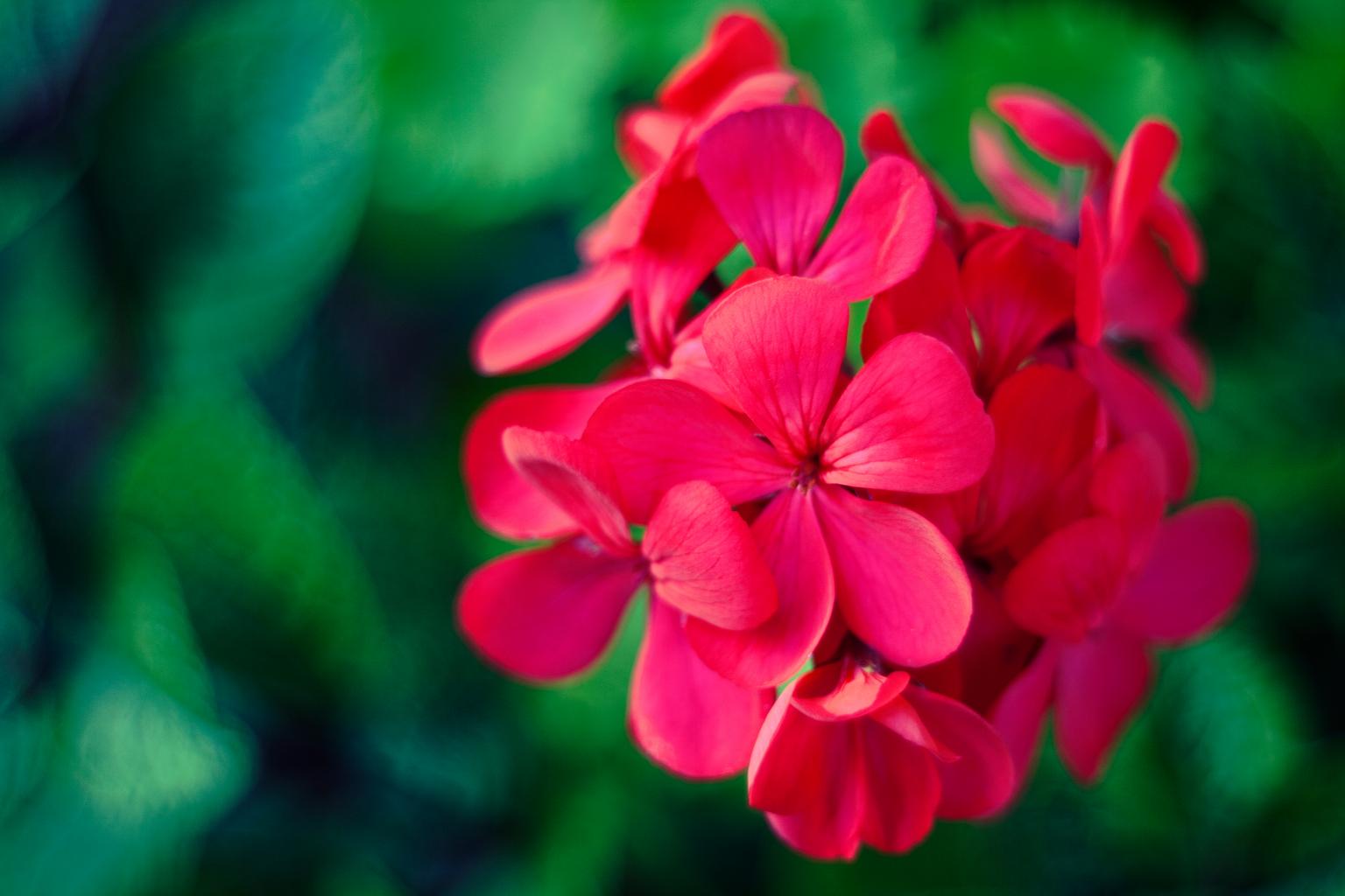 What Are Geraniums?
