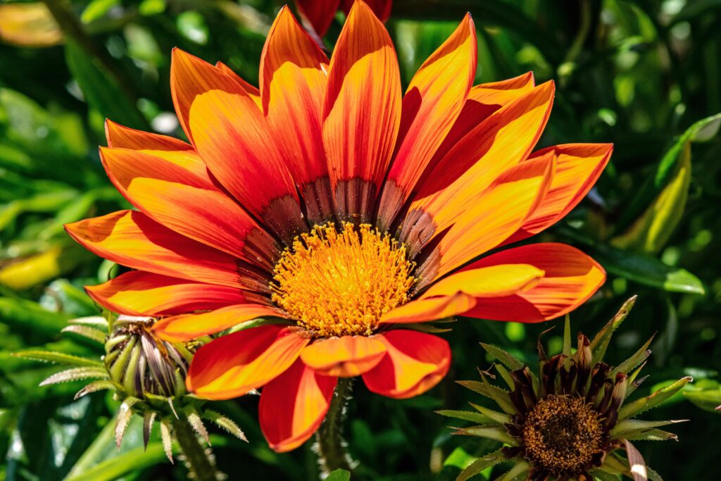 How to Grow and Care for African Daisy