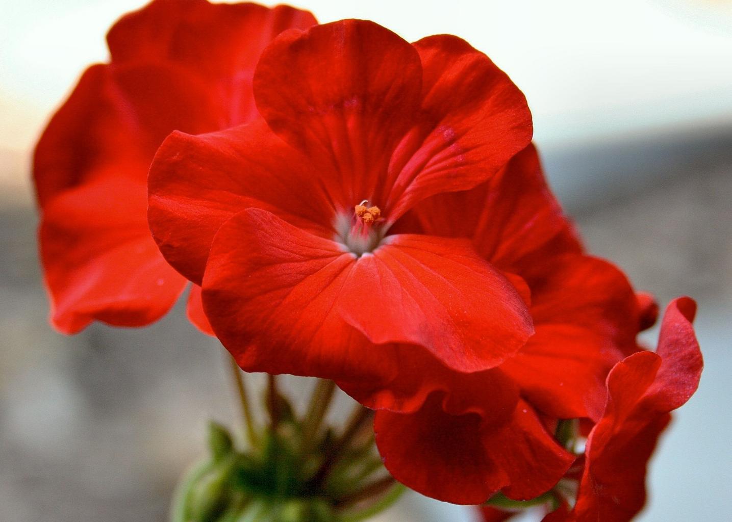 What Are Geraniums?