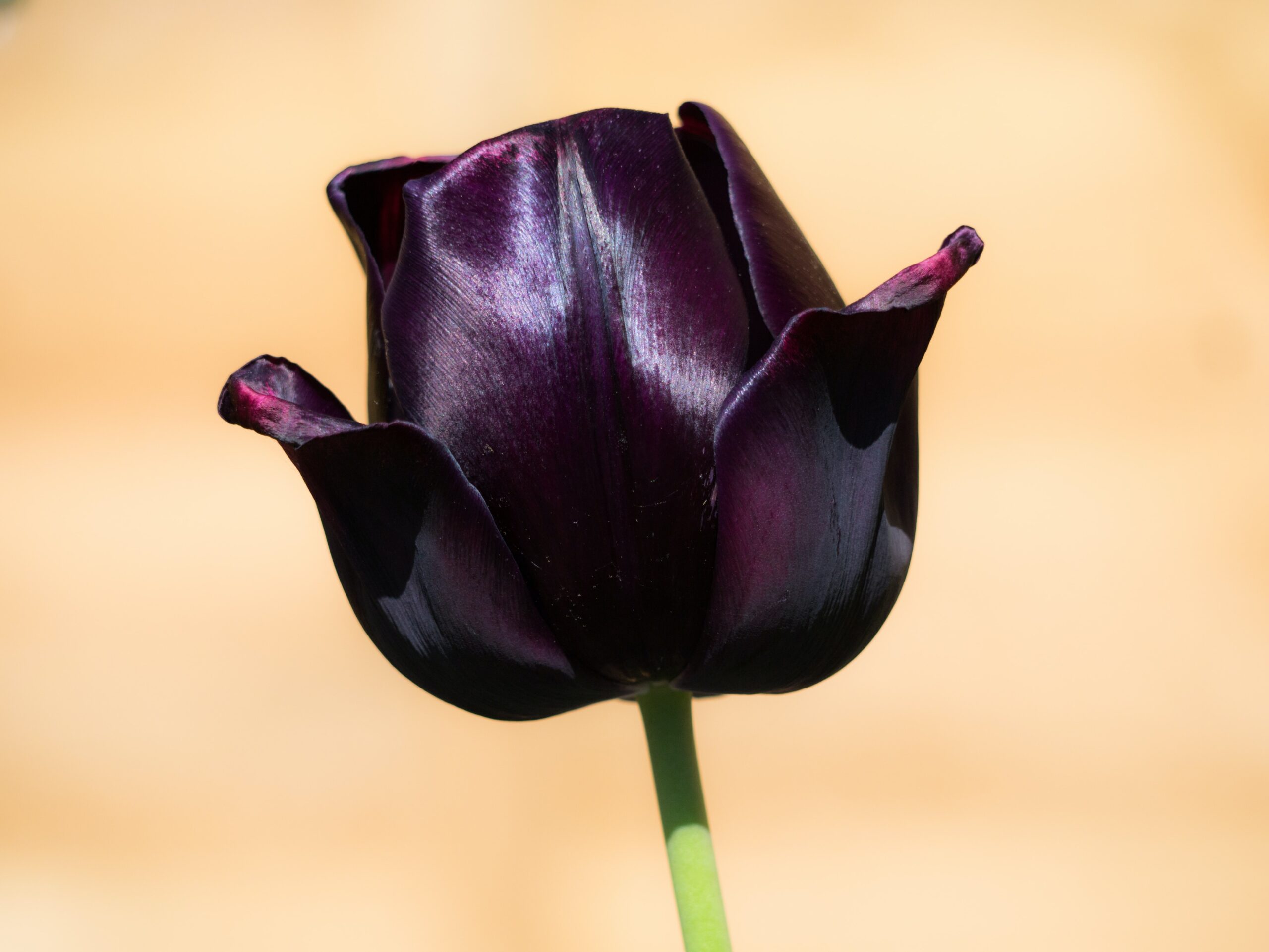 Top ten black flowers