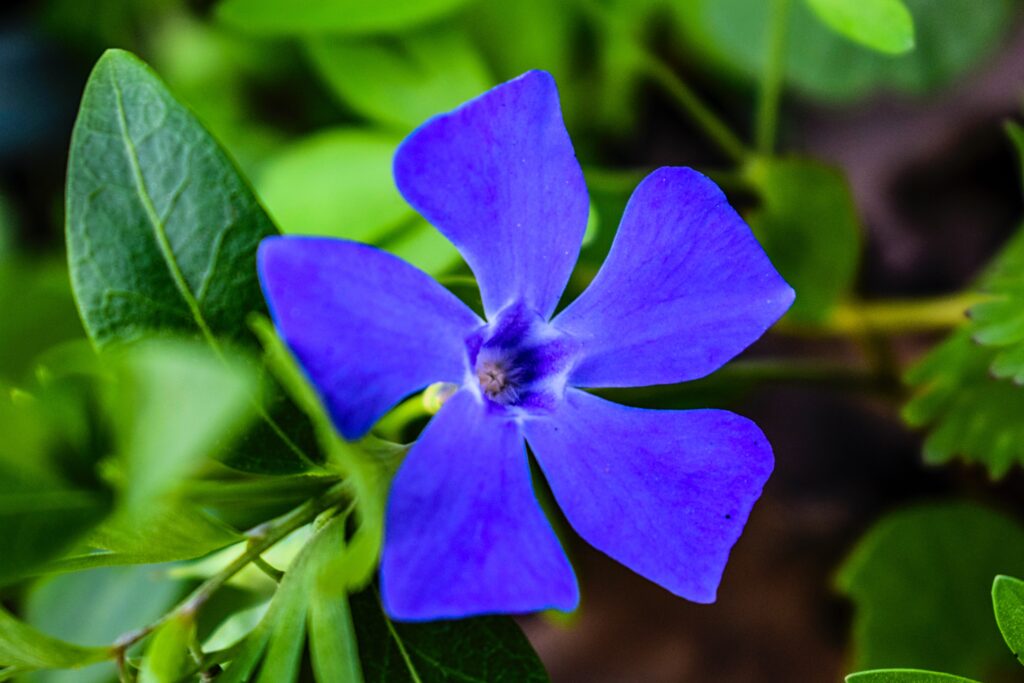 How to Grow and Care for Periwinkles