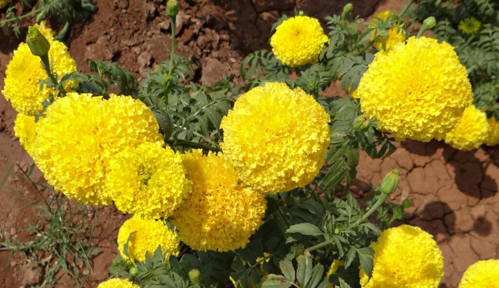 Marigolds are known for being cheerful and happy. Read on to discover more reasons why marigold is the flower of October