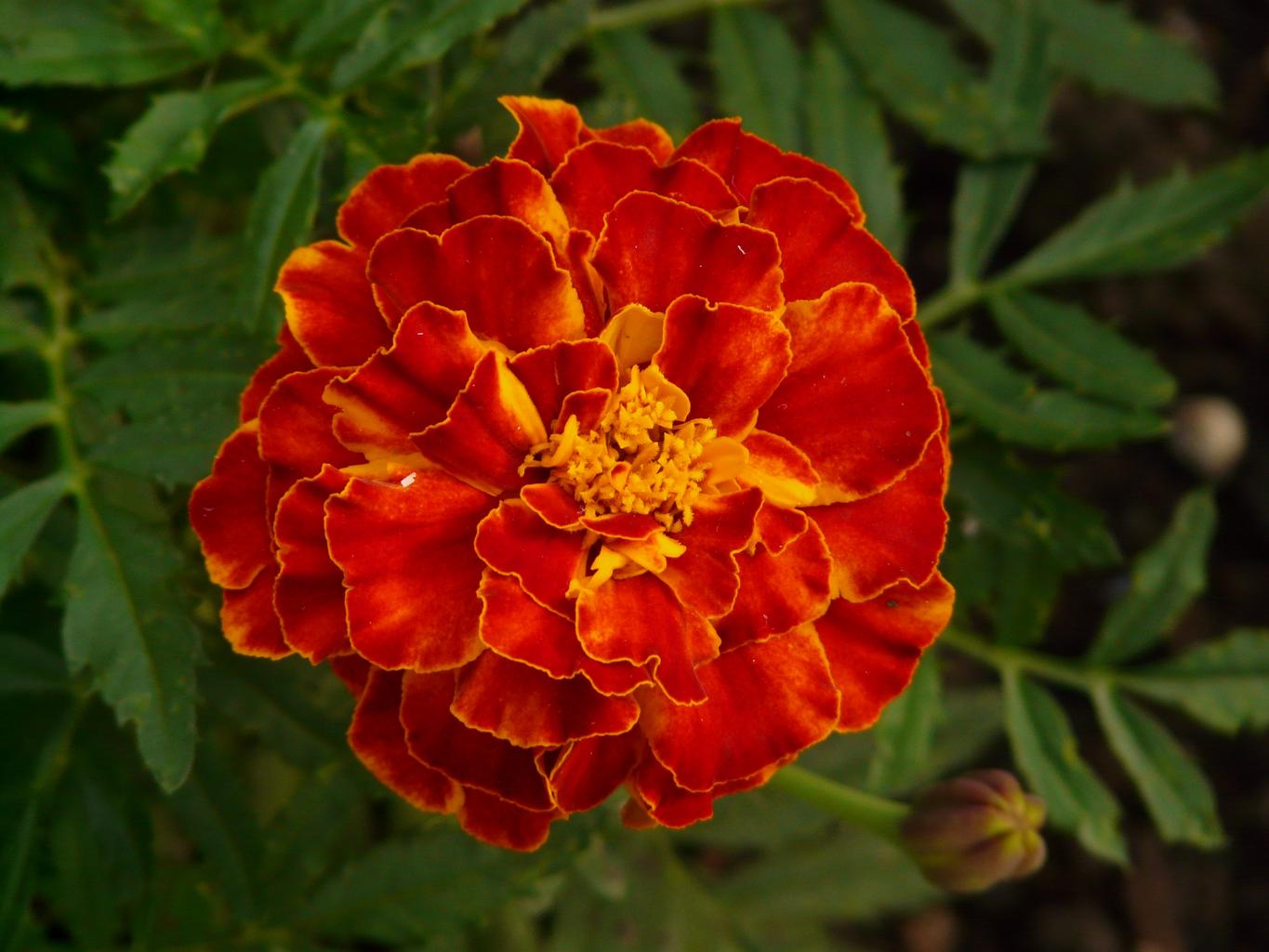 Marigolds are known for being cheerful and happy. Read on to discover more reasons why marigold is the flower of October