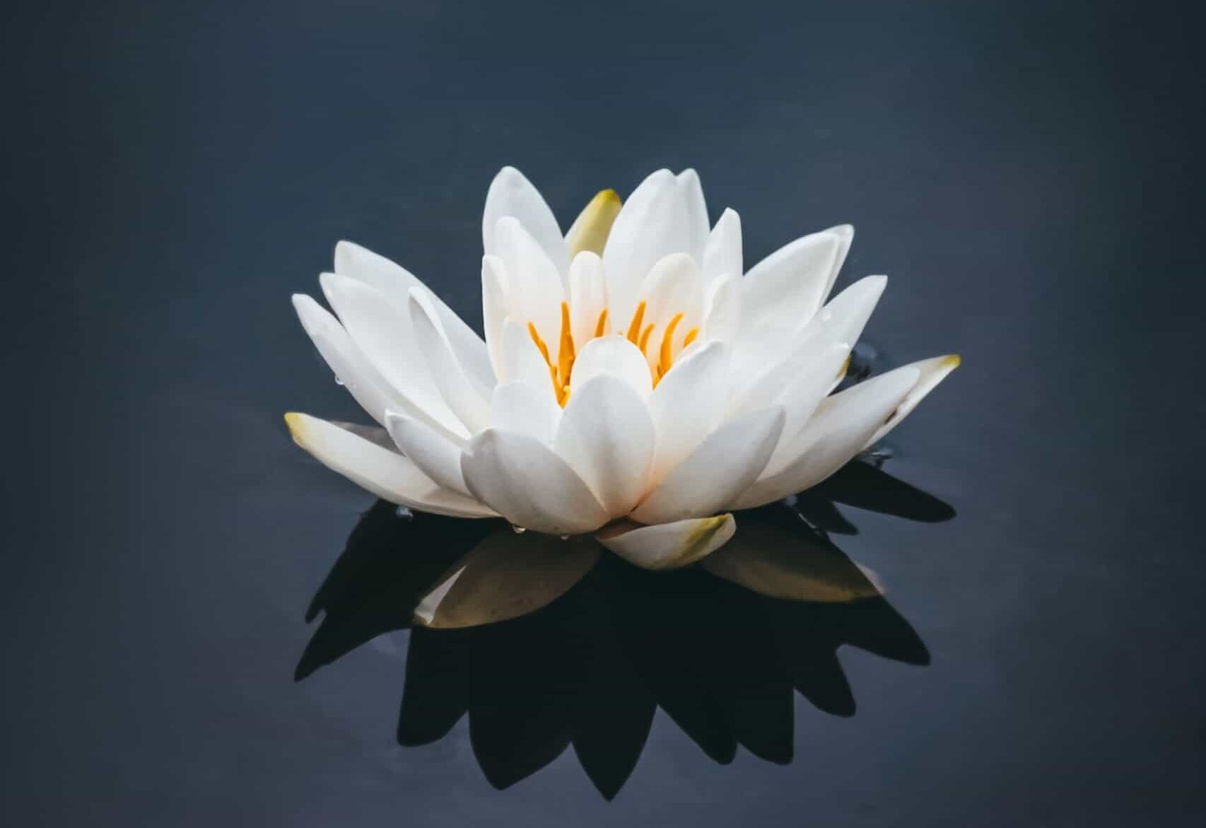 How to Grow Lotus Flower