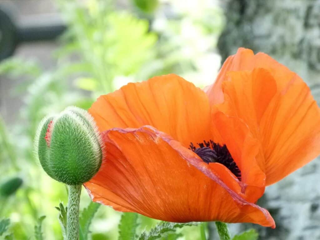 Top 20 Orange Flowers & Their Meaning 