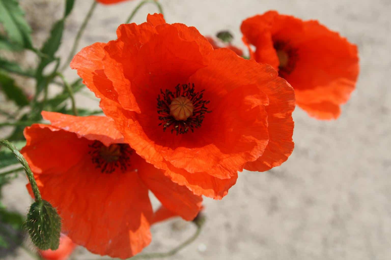 Poppy meaning and symbolism