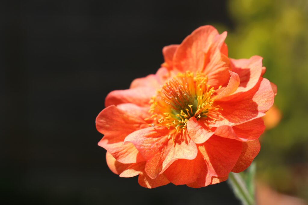 How to Grow and Care for Geums