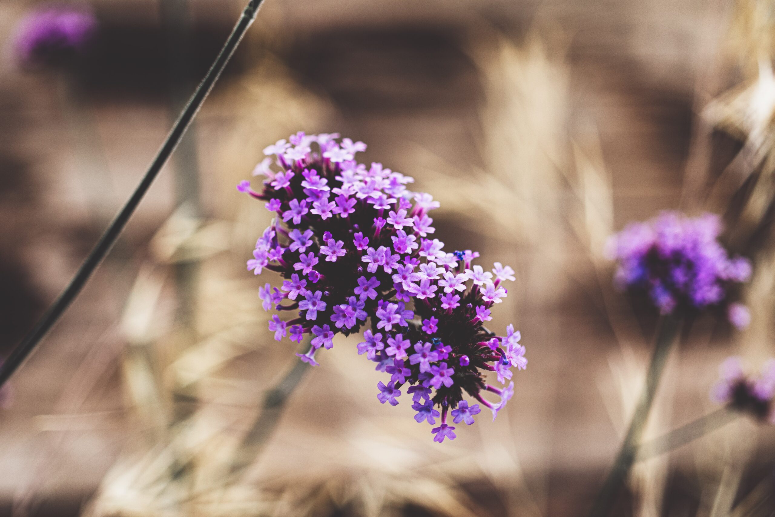 How to Grow and Care for Verbena