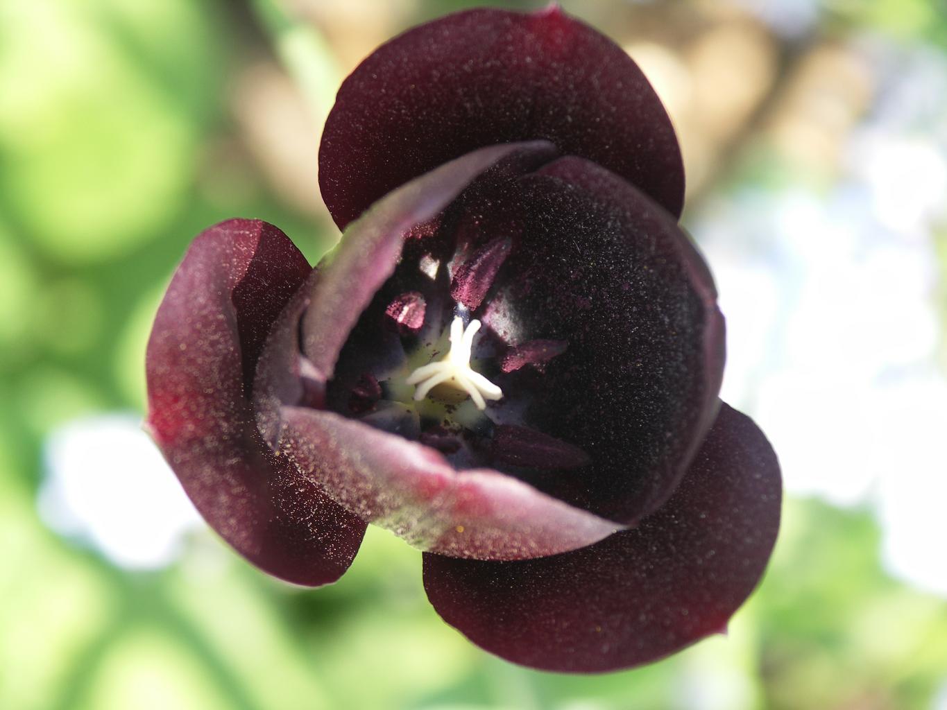 dark purple flower