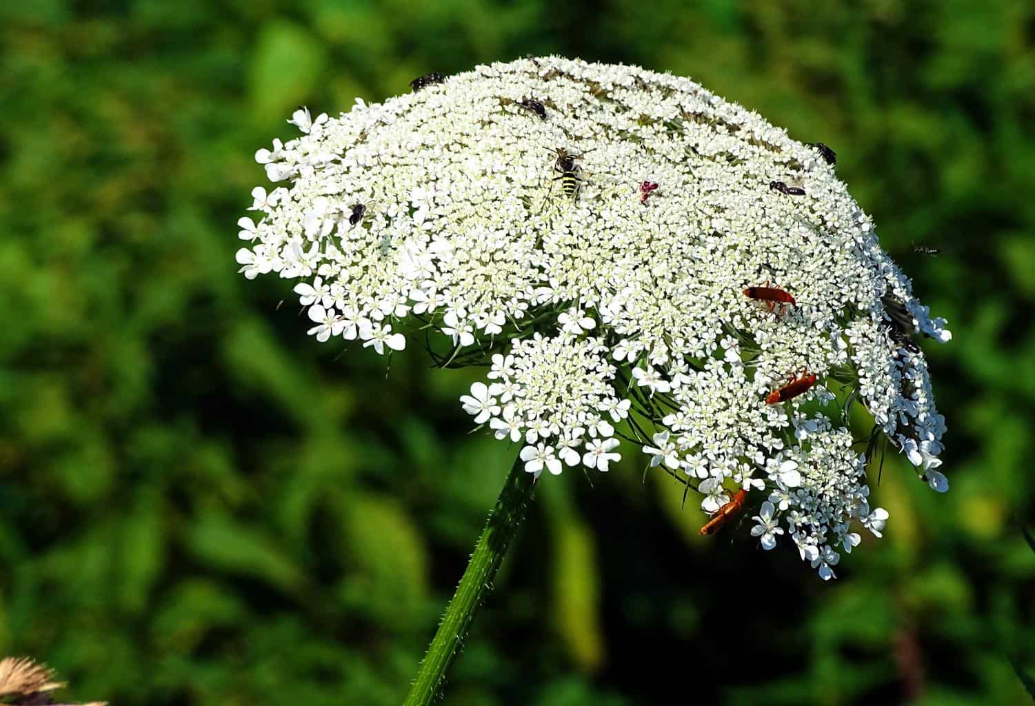 Yarrow Meaning and Symbolism