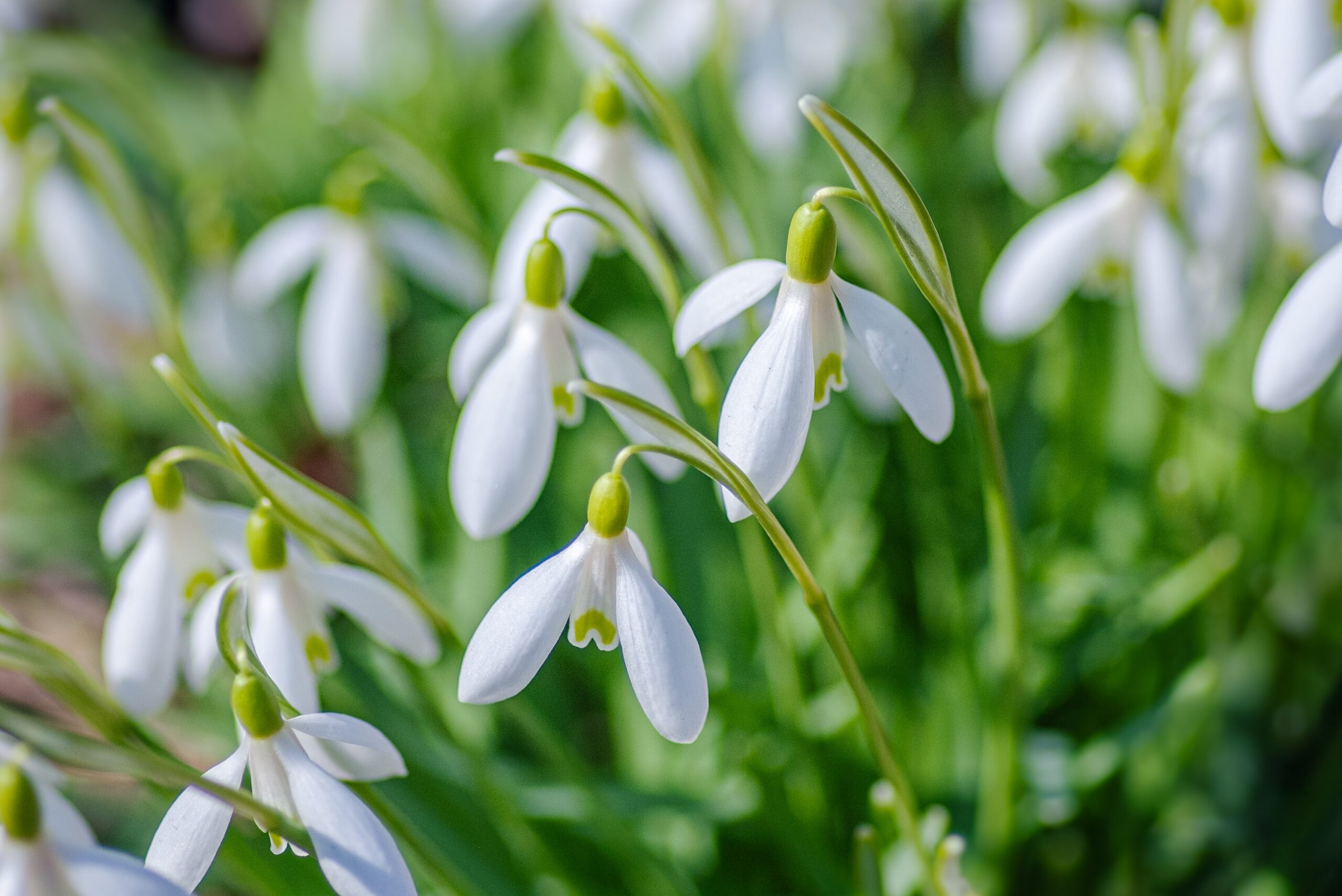 How to Care for Snowdrops 