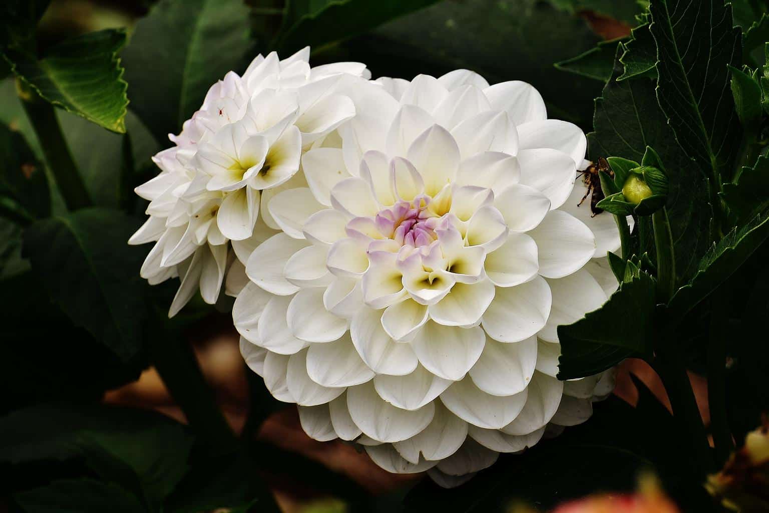 Dahlia meaning and symbolism