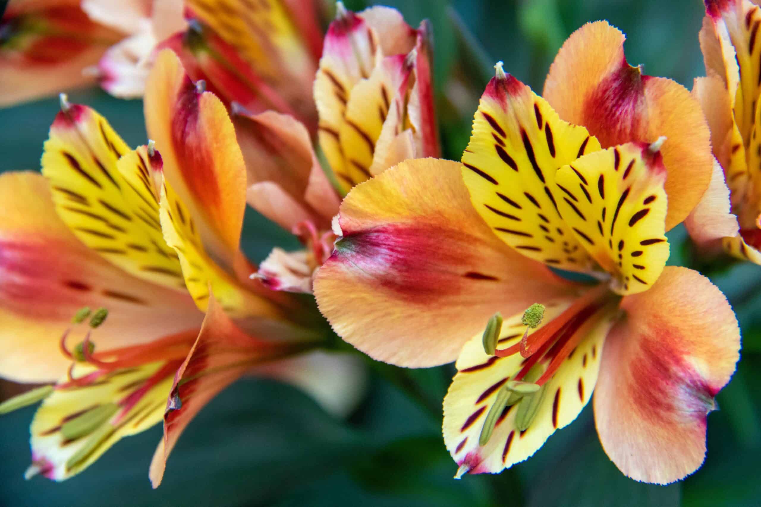 10 Tropical Flowers for Your Garden